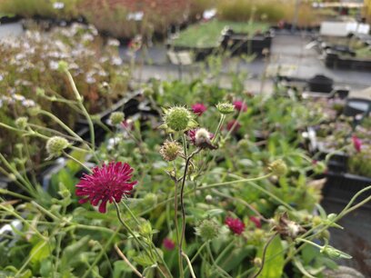 Knautia Macedonica - Beemdkroon