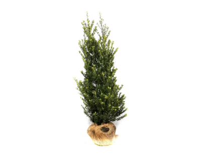 Ilex crenata Dark green® kluit 125-150 cm Ilex crenata Dark green® kluit 125-150 cm