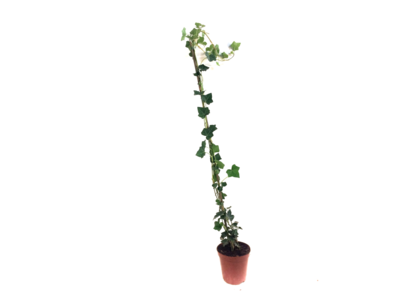 Hedera hibernica - klimop - gestokt 80-100 cm Hedera hibernica - klimop - gestokt 80-100 cm