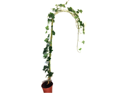 Hedera hibernica - klimop - gestokt 175-200 cm Hedera hibernica - klimop - gestokt 175-200 cm