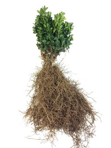 Buxus sempervirens 15-20 cm
