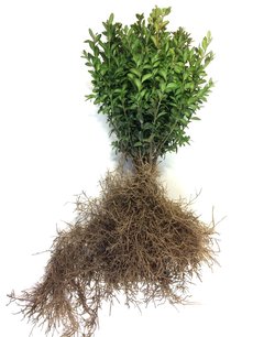 Buxus sempervirens 25-30 cm