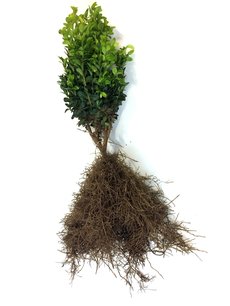 Buxus sempervirens 20-25 cm