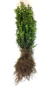 Buxus sempervirens 30-40 cm