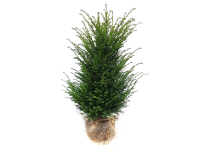 Taxus Baccata in kluit 120/+ cm Taxus Baccata in kluit 120/+ cm