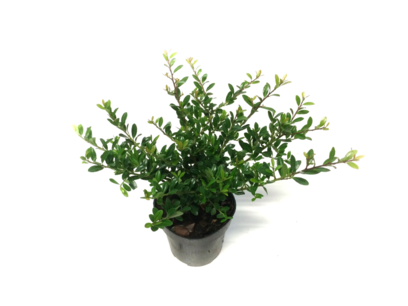Ilex crenata Stokes 40-50 cm Ilex crenata Stokes 40-50 cm