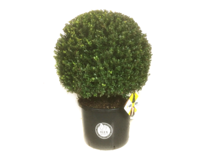 Ilex crenata Dark green® bolvorm 70/75 cm 'Japanse hulst' Ilex crenata Dark green® bolvorm 70/75 cm 'Japanse hulst'