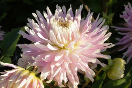 1 x Dahlia Kiev - biologische bloembol 1 x Dahlia Kiev - biologische bloembol