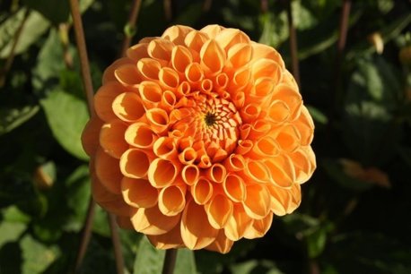 1 x Dahlia Sylvia - biologische bloembol 1 x Dahlia Sylvia - biologische bloembol