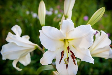 2 x Lilium Oriental (lelie) - wit - biologische bloembollen 2 x Lilium Oriental (lelie) - wit - biologische bloembollen