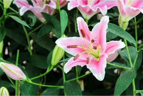 Lilium Oriental (lelie) - roze - 2 stuks - biologische bloembollen Lilium Oriental (lelie) - roze - 2 stuks - biologische bloembollen