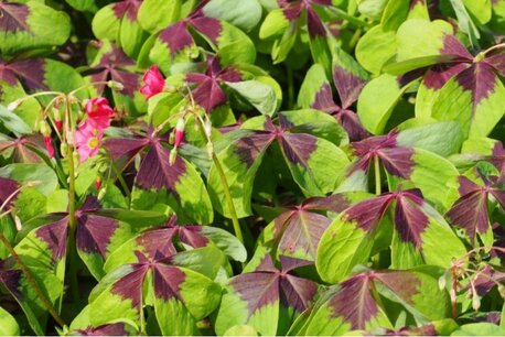 Oxalis Deppei Iron Cross - Geluksklavertjes - biologische bloembollen Oxalis Deppei Iron Cross - Geluksklavertjes - biologische bloembollen