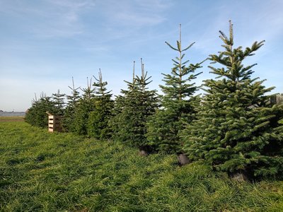 kraan Bevriezen Ruwe olie Nordmann-kerstboom-in-pot-gekweekt-150-175-cm - Puur van't veld